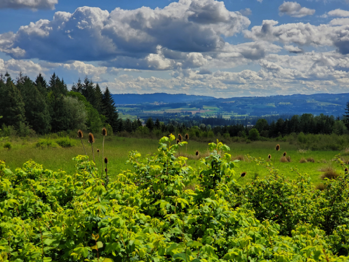 Cooper Mountain Nature Park