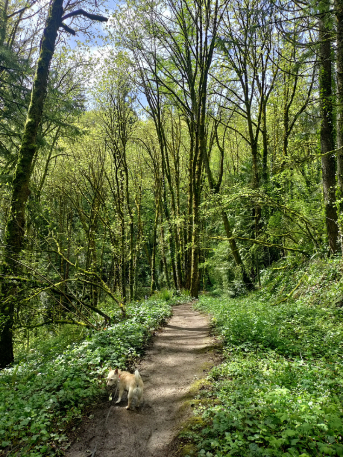 Marquam Nature Park